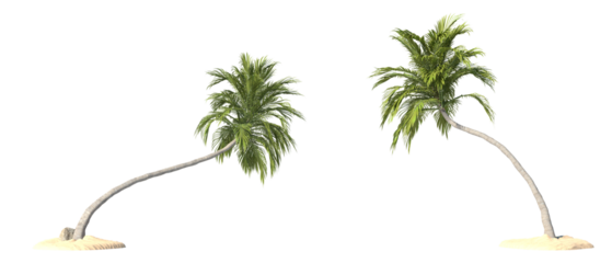 Coconut trees on transparent background, PNG file, 3d render