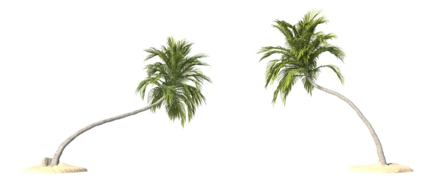 Coconut trees on transparent background, PNG file, 3d render