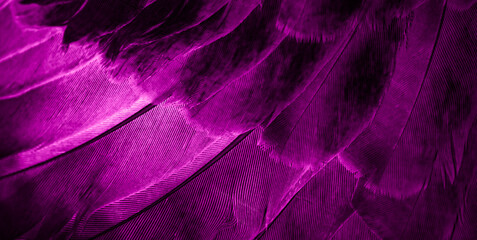 Violet feather pigeon macro photo. texture or background - obrazy, fototapety, plakaty
