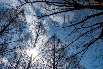 冬の青空と枯れ木がつくる美しい風景