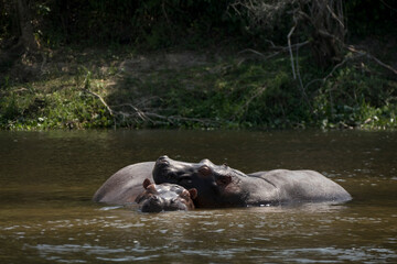 Hippos in love, resting in the water together