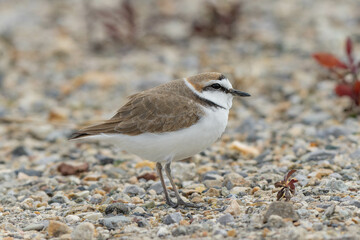 砂利道にいるシロチドリ