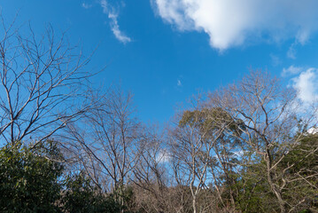 Obraz premium 冬の青空と枯れ木がつくる美しい風景