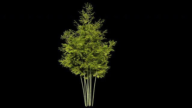 bamboo tree isolated. bamboo tree on alpha channel. 3d animation of a bamboo tree