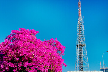 Bougainvillea glabra, the lesser bougainvillea or paperflower is the most common species of...