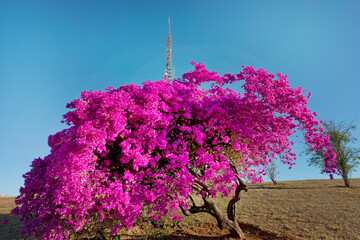 Bougainvillea glabra, the lesser bougainvillea or paperflower is the most common species of...