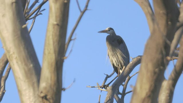 Great Blue Heron in Tree