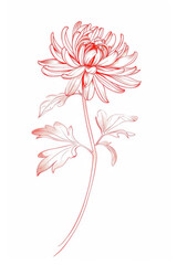 Design of an elegant chrysanthemum flower, ink on paper.