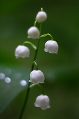 close up of a plant