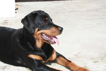 Rottweiller jouant dans le jardin avec une balle