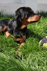 Rottweiller jouant dans le jardin avec une balle