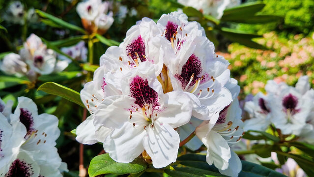 Nature's poetry in full bloom: Rhododendron Sappho, a symphony of grace and color.