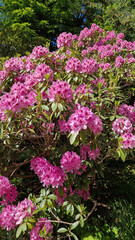 Obraz premium A close-up glimpse of the resplendent Rhododendron, where every petal whispers tales of beauty.