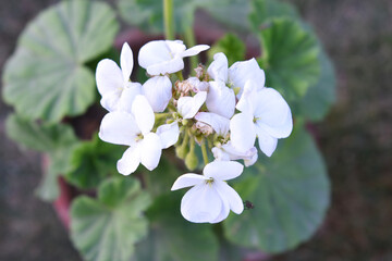 White Geranium flowers. Sunlight. Beautiful little flower of Geranium, Beautiful geranium in the exhibition of geraniums in Chakwal, Panjab, Pakistan