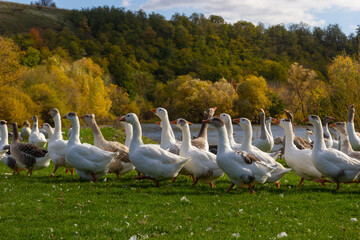 Gray beautiful geese in a pasture in the countryside walk on the green grass. Livestock farm birds. Animal breeding