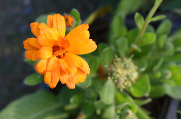 Orange Calendula officinalis flower in garden, Pot Marigold, Ruddles, Mary's gold or Scotch marigold is a flowering plant in the daisy family Asteraceae, Calendula flower closeup