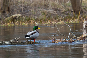 Fototapeta premium Mallard duck swimming on a pond picture with reflection in water. One mallard duck quacking on a lake