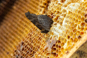 Butterfly urticaria on bee honeycombs. Close up. beekeeping, the butterfly feeds on honey from...