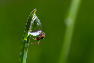 spider sits on green grass in dew drops. small black spider on the grass after rain, close-up....