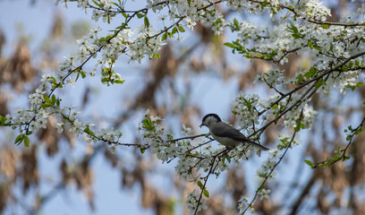 Obraz premium A marsh tit Poecile palustris perches on a tree in nature