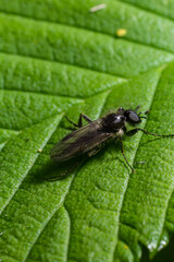 Naklejka premium Aquilegia sawfly called also columbine sawfly Pristiphora rufipes. Common pest of currants and gooseberries in gardens and cultivated plantations