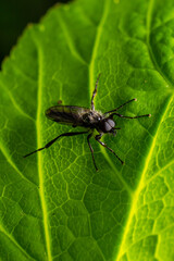 Fototapeta premium Aquilegia sawfly called also columbine sawfly Pristiphora rufipes. Common pest of currants and gooseberries in gardens and cultivated plantations