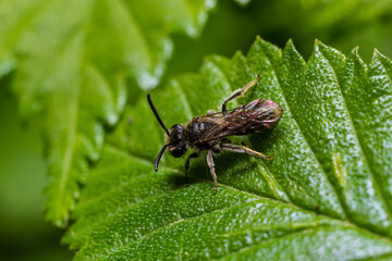 Closeup on a female furrow banded sweat bee, Lasioglossum zonulum, on a green leaf