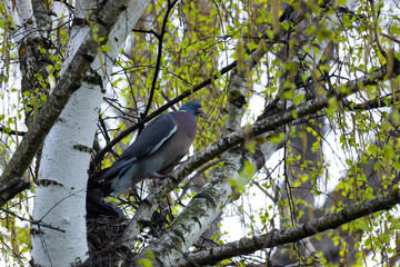 Columba palumbus bird on a birch branch in June. The common wood pigeon, Columba palumbus, is a large species in the dove and pigeon family