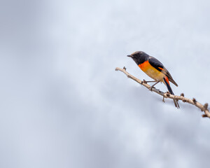 A Red minivet resting