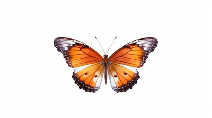 Fototapeta premium butterfly isolated on white