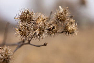 Dry burdock seeds, burdock seed pods, thorns.