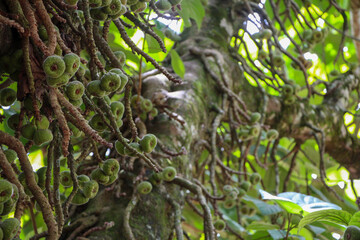 fruits on a tree