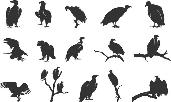 Vulture silhouette, Sitting vulture silhouette, Vulture svg, Clipart vulture silhouette, Vulture Vulture vector illustration.