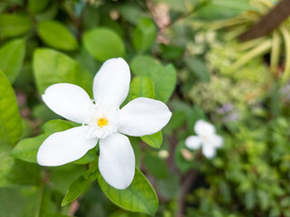 Obraz na płótnie Canvas Wrightia antidysenterica or Tempel Jasmine is a species of flowering plant originating from the genus Wrightia