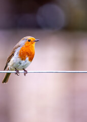 Robin Red Breast (Erithacus rubecula) - Europe, western Asia & North Africa
