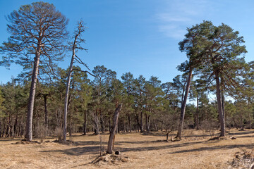 naturschutzgebiet pupplinger au an der isar