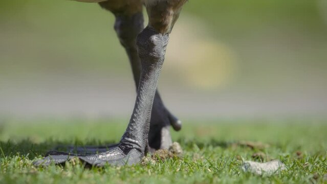 Close up of the legs of Canada goose walking on the grass in the park. Slow motion. 