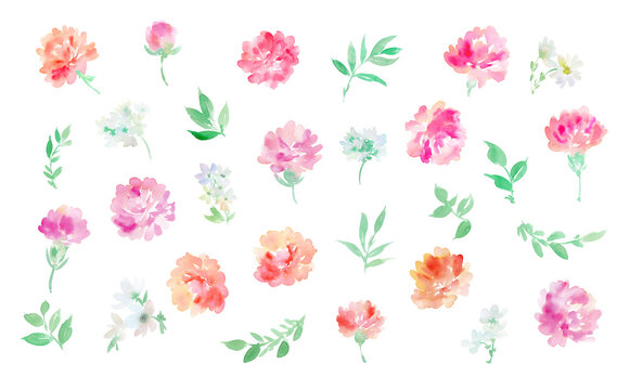 Watercolor illustration set of carnations