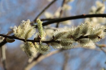 blooming willow tree with catkins and pollen at spring