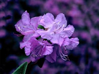 purple flowers of azalea bush at spring close up