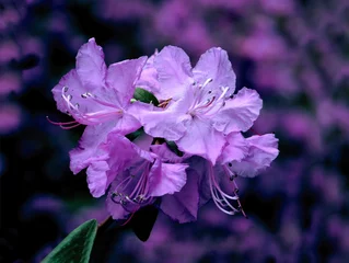Poster purple flowers of azalea bush at spring close up © Maria Brzostowska