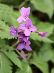 small purple flowers of Cardamine Granduligera plants close up