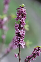 pink flowers of Daphne mezereum at early spring