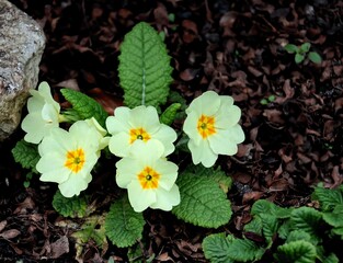 yellow flowers of primrose - primula plant close up
