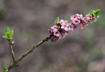 pink flowers of Daphne mezereum at early spring