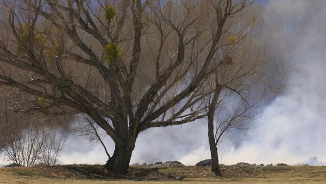 Tree in Meadow with Smoke