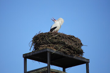 The first clattering stork has arrived in Linum, Ostprignitz-Ruppin district, federal state of Brandenburg