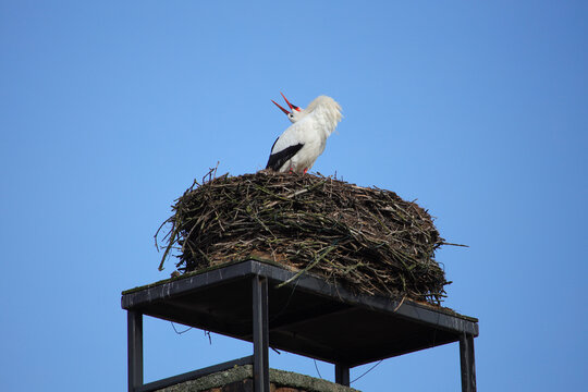 The first stork has arrived in Linum, federal state Brandenburg - Germany