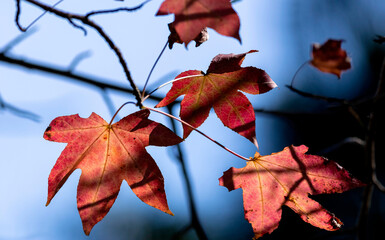Outono pl&aacute;tanos folhas vermelhas e amarelas
