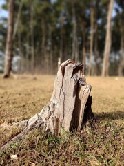 tree stump